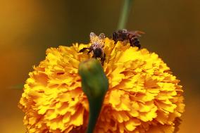 Farmers Harvest Cempasuchil Flower - Mexico