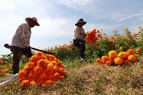 Farmers Harvest Cempasuchil Flower - Mexico