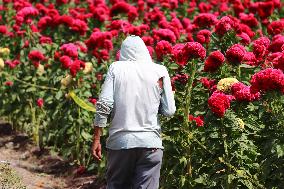 Farmers Harvest Cempasuchil Flower - Mexico