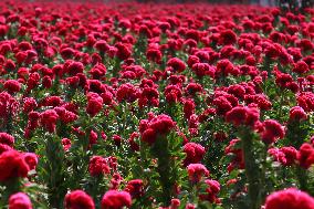 Farmers Harvest Cempasuchil Flower - Mexico