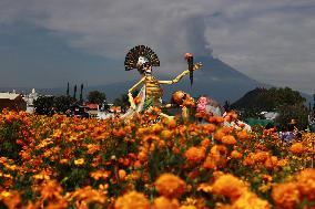 Farmers Harvest Cempasuchil Flower - Mexico