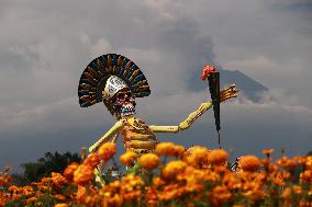 Farmers Harvest Cempasuchil Flower - Mexico