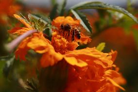 Farmers Harvest Cempasuchil Flower - Mexico