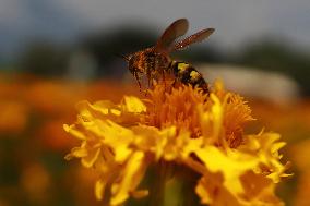 Farmers Harvest Cempasuchil Flower - Mexico