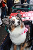 Tompkins Square Halloween Dog Parade