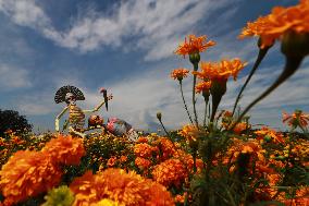 Farmers Harvest Cempasuchil Flower In Atlixco