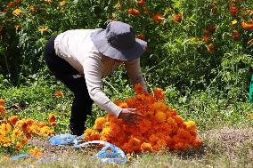 Farmers Harvest Cempasuchil Flower In Atlixco