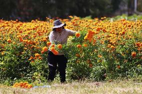 Farmers Harvest Cempasuchil Flower In Atlixco