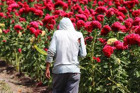 Farmers Harvest Cempasuchil Flower In Atlixco