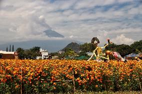 Farmers Harvest Cempasuchil Flower In Atlixco