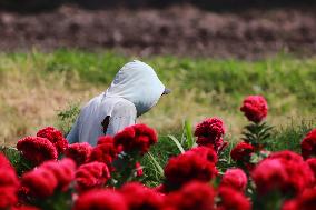 Farmers Harvest Cempasuchil Flower In Atlixco