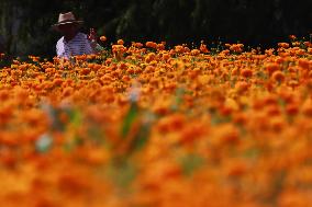 Farmers Harvest Cempasuchil Flower In Atlixco