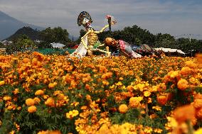 Farmers Harvest Cempasuchil Flower In Atlixco