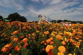 Farmers Harvest Cempasuchil Flower In Atlixco