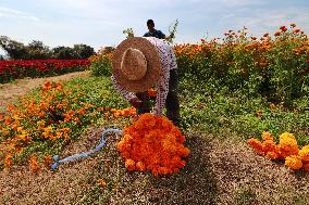 Farmers Harvest Cempasuchil Flower In Atlixco