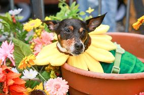 Tompkins Square Halloween Dog Parade