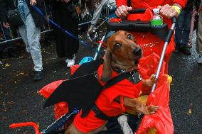 Tompkins Square Halloween Dog Parade