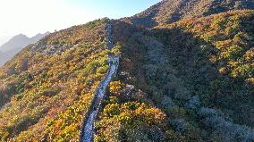 CHINA-BEIJING-GREAT WALL-AUTUMN SCENERY (CN)