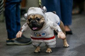 PHILIPPINES-QUEZON CITY-PET DOGS-COSTUME CONTEST