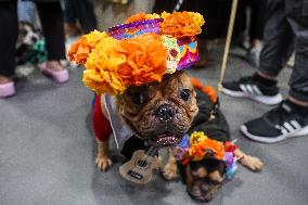 PHILIPPINES-QUEZON CITY-PET DOGS-COSTUME CONTEST