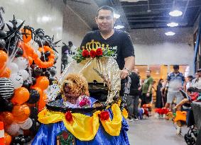 PHILIPPINES-QUEZON CITY-PET DOGS-COSTUME CONTEST