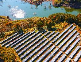 Photovoltaic Panels in Anqing