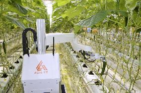 AI-equipped robot harvests cucumbers