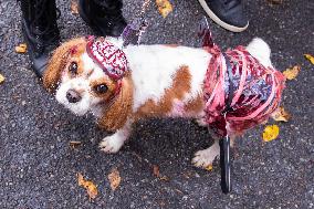 Halloween Dog Parade - NYC