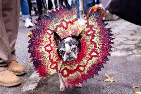 Halloween Dog Parade - NYC