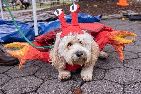 Halloween Dog Parade - NYC