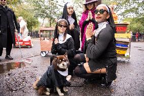 Halloween Dog Parade - NYC