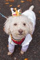 Halloween Dog Parade - NYC