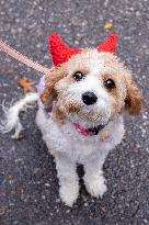 Halloween Dog Parade - NYC