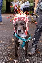 Halloween Dog Parade - NYC