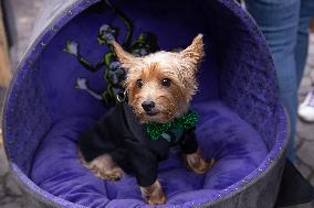 Halloween Dog Parade - NYC