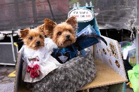 Halloween Dog Parade - NYC