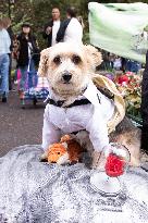 Halloween Dog Parade - NYC