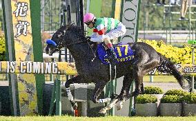 Horse racing: Kikka-sho
