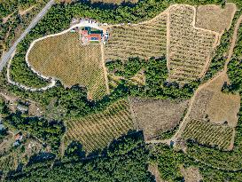Aerial View Of A Vineyard In Greece