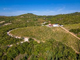 Aerial View Of A Vineyard In Greece