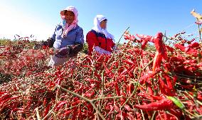 Farmers Harvest Semi-dried Peppers in Zhangye