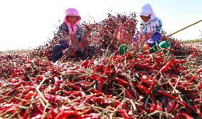 Farmers Harvest Semi-dried Peppers in Zhangye