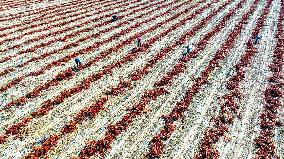 Farmers Harvest Semi-dried Peppers in Zhangye