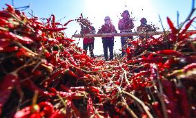 Farmers Harvest Semi-dried Peppers in Zhangye