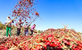 Farmers Harvest Semi-dried Peppers in Zhangye