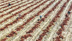 Farmers Harvest Semi-dried Peppers in Zhangye