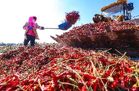 Farmers Harvest Semi-dried Peppers in Zhangye