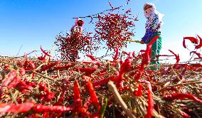 Farmers Harvest Semi-dried Peppers in Zhangye