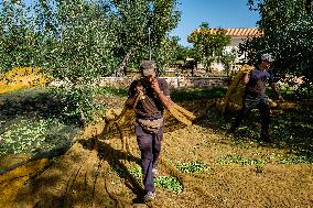 Olive Harvest In Puglia