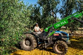 Olive Harvest In Puglia
